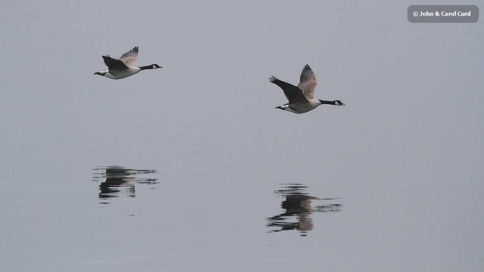 J14_0175 Canada Geese.JPG